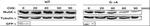 MUSK Antibody in Western Blot (WB)