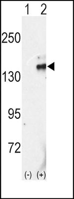 RET Antibody in Western Blot (WB)