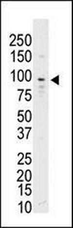 TYRO3 Antibody in Western Blot (WB)