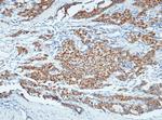 NANOS1 Antibody in Immunohistochemistry (Paraffin) (IHC (P))