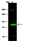 RSK2 Antibody in Western Blot (WB)