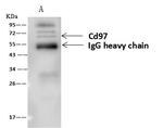 CD97 Antibody in Immunoprecipitation (IP)