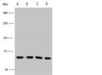 CD97 Antibody in Western Blot (WB)