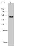 PSMC2 Antibody in Western Blot (WB)