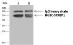 MUNC18 Antibody in Immunoprecipitation (IP)