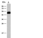 NDRG1 Antibody in Western Blot (WB)