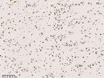 ERH Antibody in Immunohistochemistry (Paraffin) (IHC (P))