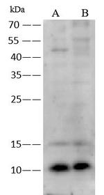 ERH Antibody in Western Blot (WB)