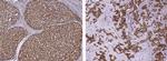 PPCDC Antibody in Immunohistochemistry (Paraffin) (IHC (P))