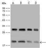 eIF5A2 Antibody in Western Blot (WB)