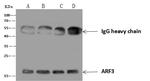 ARF3 Antibody in Immunoprecipitation (IP)