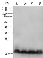 ARF3 Antibody in Western Blot (WB)