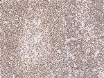 NR2C2 Antibody in Immunohistochemistry (Paraffin) (IHC (P))