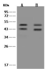 RUNX3 Antibody in Western Blot (WB)