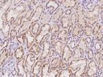 BMERB1 Antibody in Immunohistochemistry (Paraffin) (IHC (P))