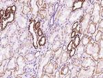 FXYD2 Antibody in Immunohistochemistry (Paraffin) (IHC (P))