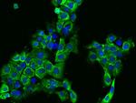 IFT122 Antibody in Immunocytochemistry (ICC/IF)