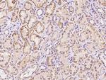 SLC19A3 Antibody in Immunohistochemistry (Paraffin) (IHC (P))