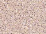 ZADH2 Antibody in Immunohistochemistry (Paraffin) (IHC (P))