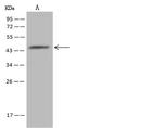 ZADH2 Antibody in Western Blot (WB)