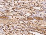 ASTL Antibody in Immunohistochemistry (Paraffin) (IHC (P))