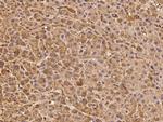 ASTL Antibody in Immunohistochemistry (Paraffin) (IHC (P))