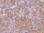 TRIAP1 Antibody in Immunohistochemistry (Paraffin) (IHC (P))