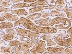 TMEM65 Antibody in Immunohistochemistry (Paraffin) (IHC (P))