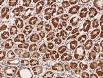 TMEM65 Antibody in Immunohistochemistry (Paraffin) (IHC (P))