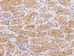 UNC13C Antibody in Immunohistochemistry (Paraffin) (IHC (P))