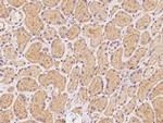 FAM213B Antibody in Immunohistochemistry (Paraffin) (IHC (P))