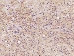 FAM213B Antibody in Immunohistochemistry (Paraffin) (IHC (P))