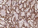 AHCTF1 Antibody in Immunohistochemistry (Paraffin) (IHC (P))