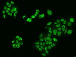 LUC7L2 Antibody in Immunocytochemistry (ICC/IF)