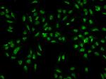 CREBRF Antibody in Immunocytochemistry (ICC/IF)