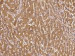 Pou6f2 Antibody in Immunohistochemistry (Paraffin) (IHC (P))