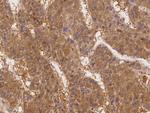 SLC44A1 Antibody in Immunohistochemistry (Paraffin) (IHC (P))