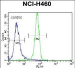 NGF Antibody in Flow Cytometry (Flow)