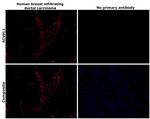 ACVRL1 Antibody in Immunohistochemistry (Paraffin) (IHC (P))