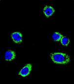 B-Raf Antibody in Immunocytochemistry (ICC/IF)