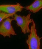 B-Raf Antibody in Immunocytochemistry (ICC/IF)