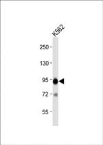 B-Raf Antibody in Western Blot (WB)