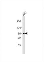 B-Raf Antibody in Western Blot (WB)