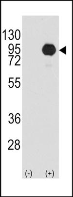 B-Raf Antibody in Western Blot (WB)