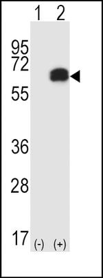 RIP2 Antibody in Western Blot (WB)