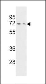 HnRNP Q Antibody in Western Blot (WB)