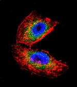 Acetylcholinesterase Antibody in Immunocytochemistry (ICC/IF)