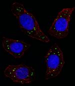 MERTK Antibody in Immunocytochemistry (ICC/IF)