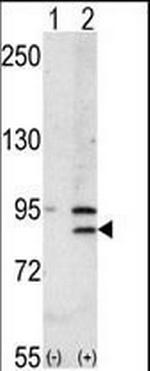 BRD2 Antibody in Western Blot (WB)