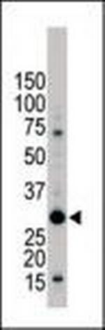 14-3-3 beta Antibody in Western Blot (WB)